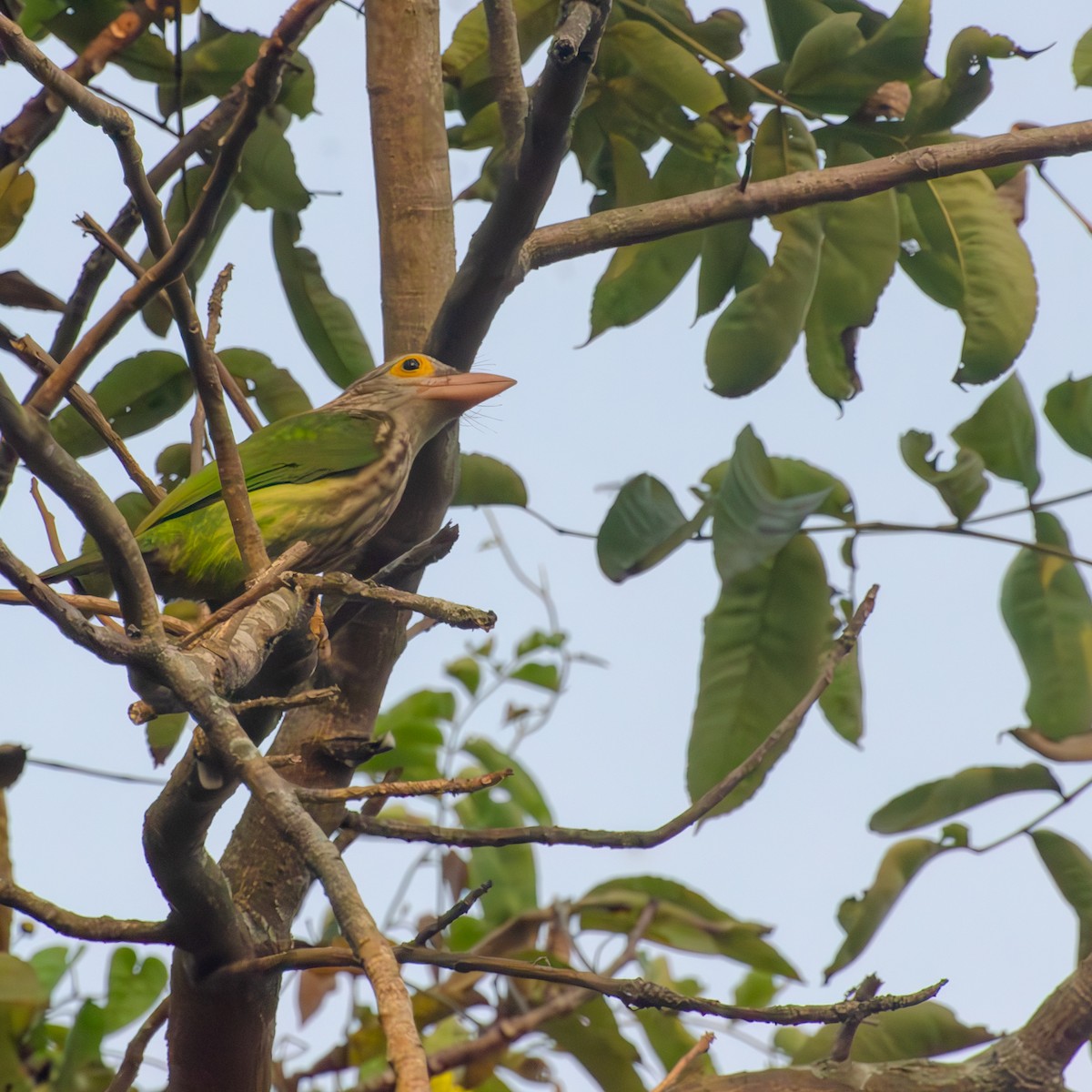 シロボシオオゴシキドリ - ML644998535