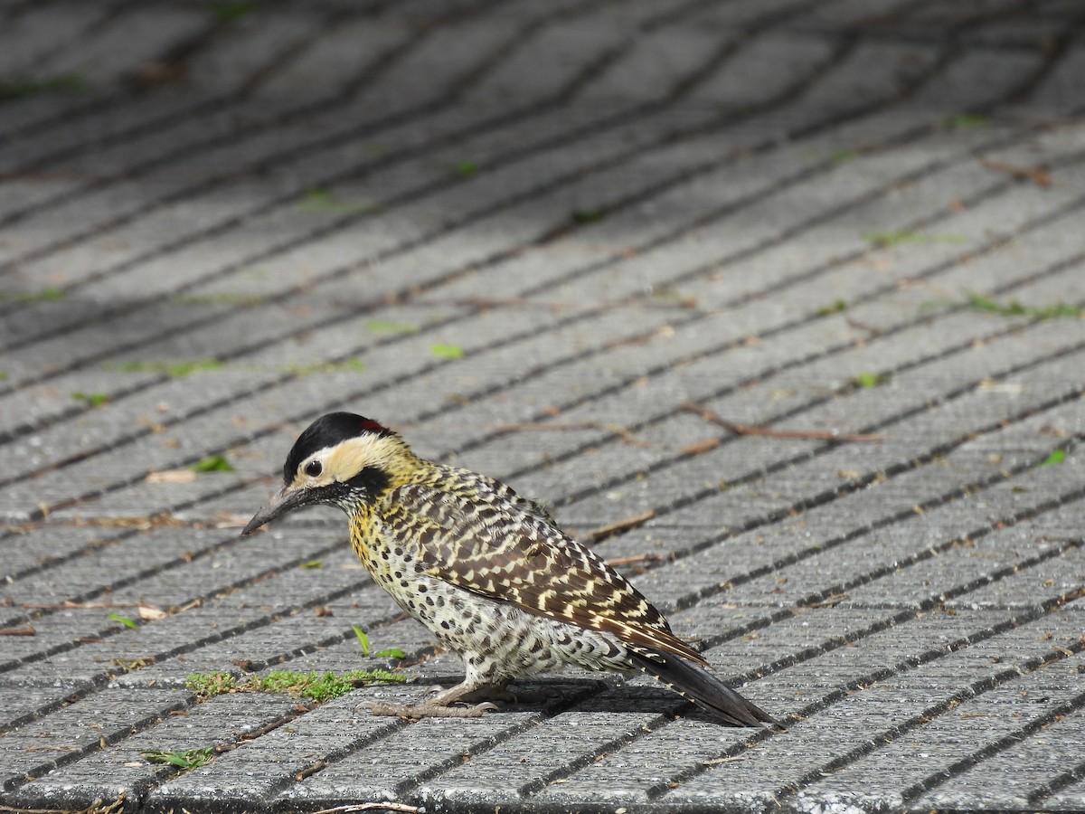 Декол плямистоволий - ML644998541