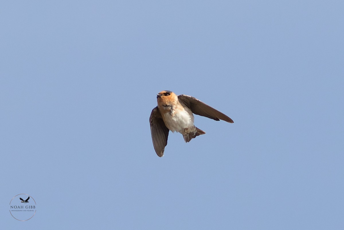 Cave Swallow - ML644998560