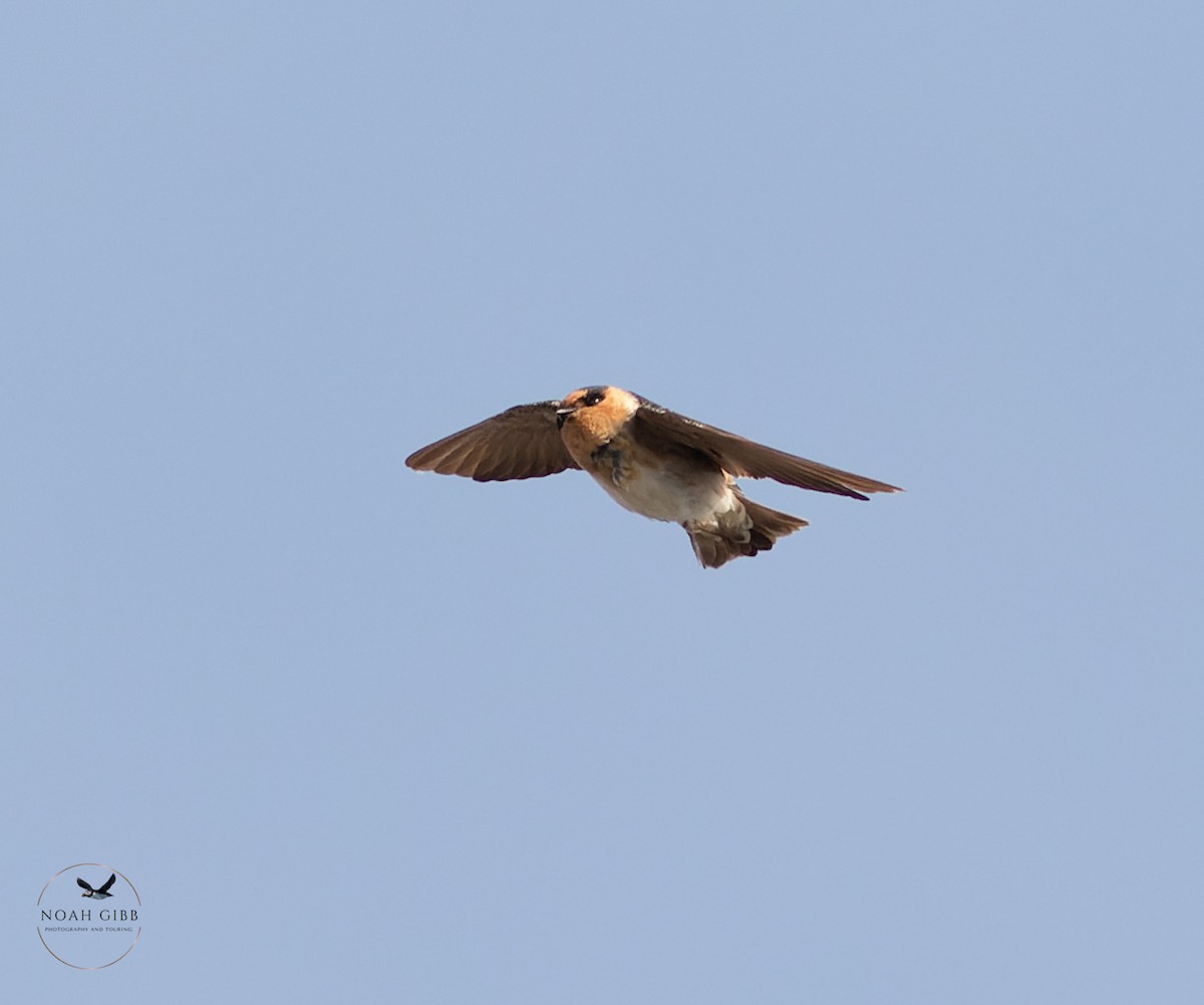 Cave Swallow - ML644998561