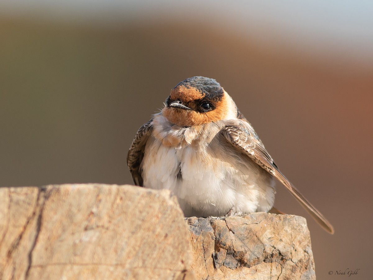 Cave Swallow - ML644998562