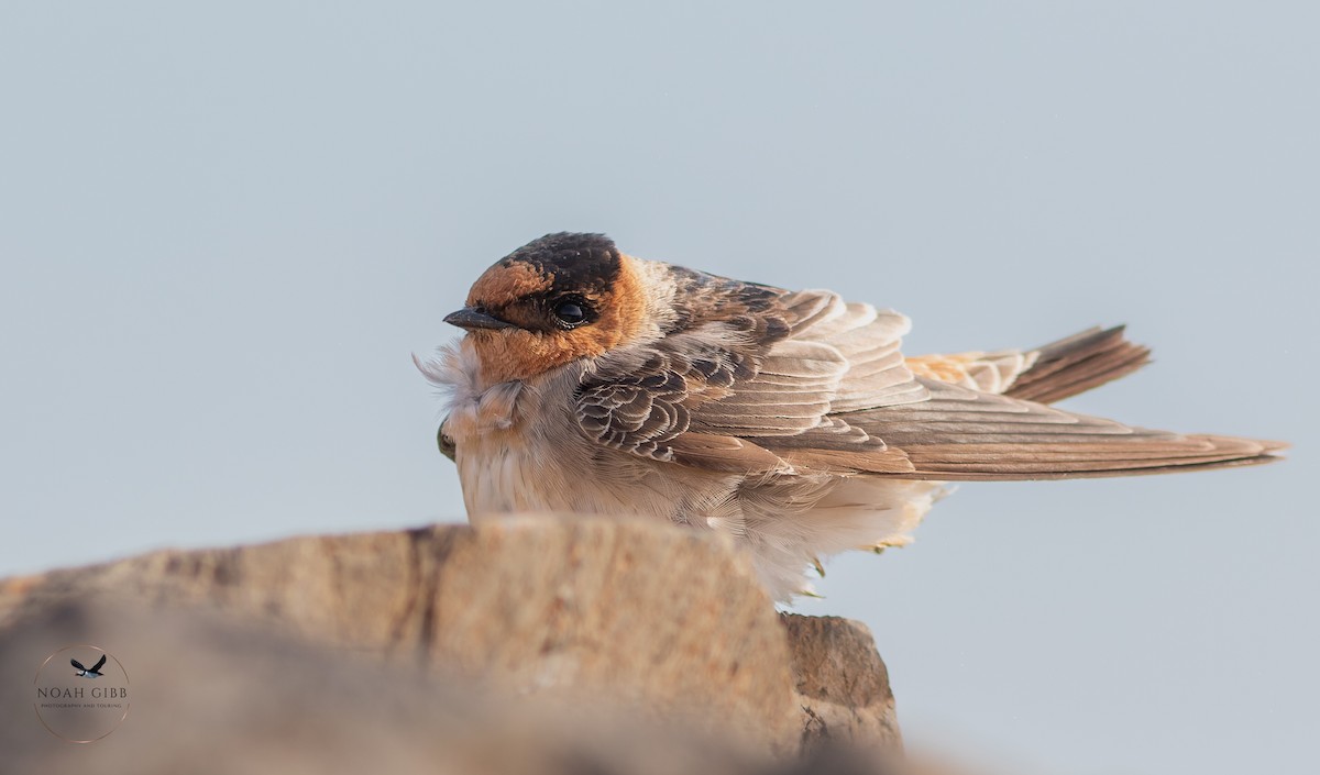 Cave Swallow - ML644998563