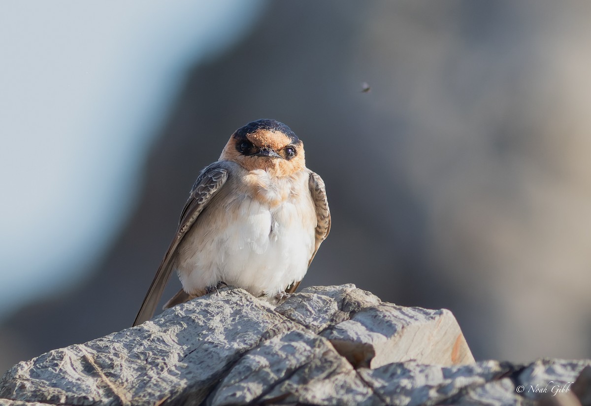 Cave Swallow - ML644998564
