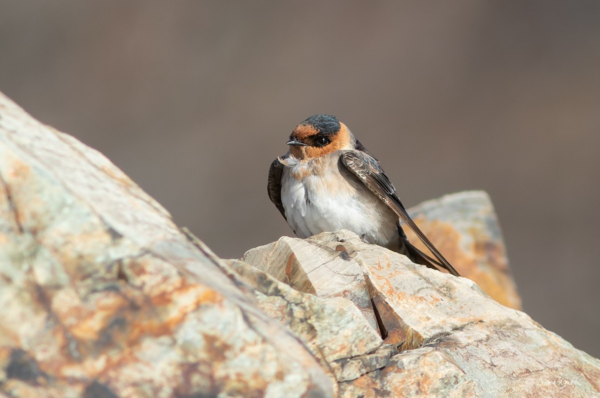 Cave Swallow - ML644998565