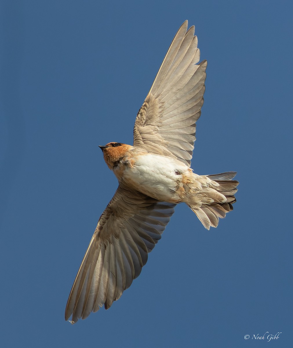 Cave Swallow - ML644998566