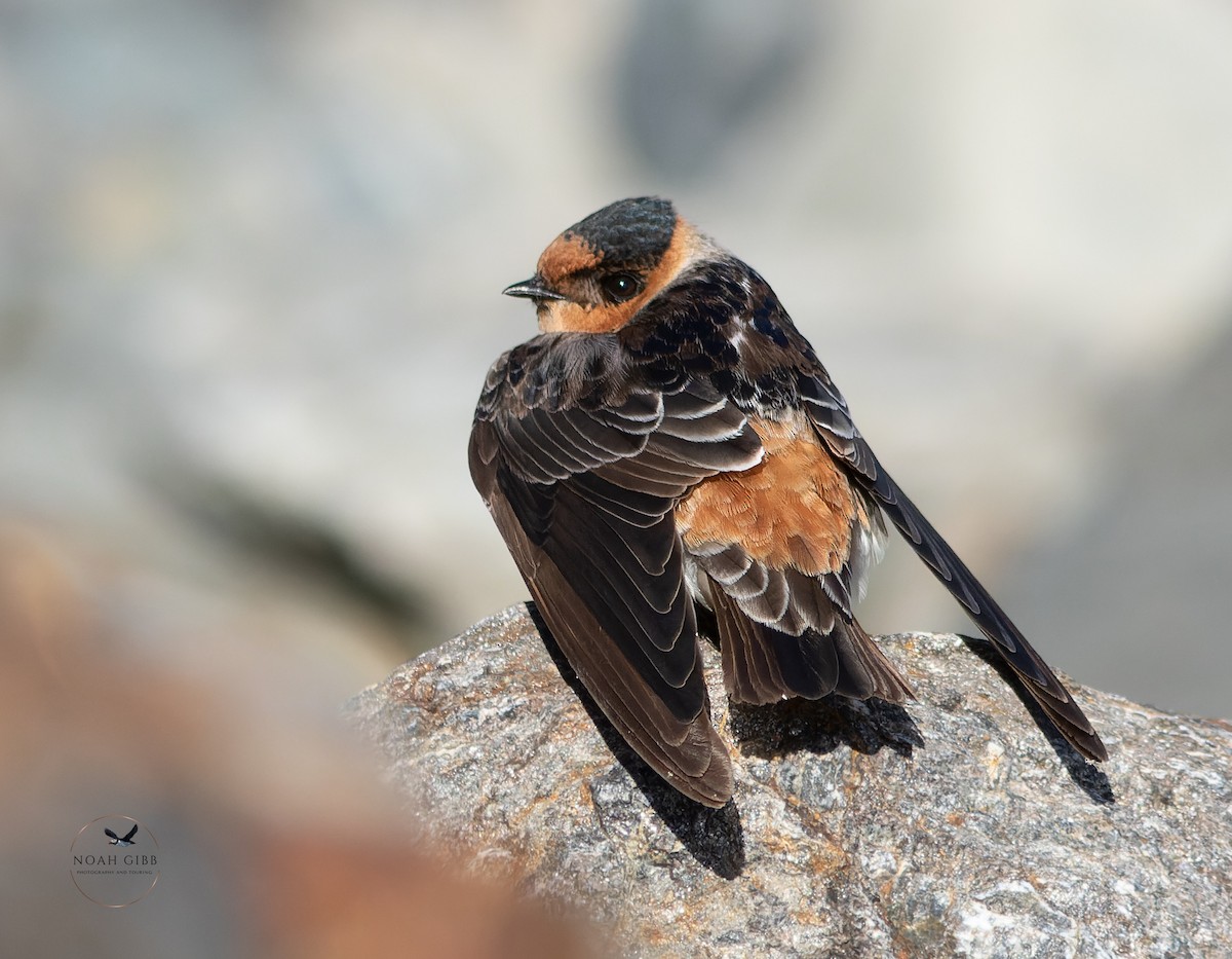Cave Swallow - ML644998567