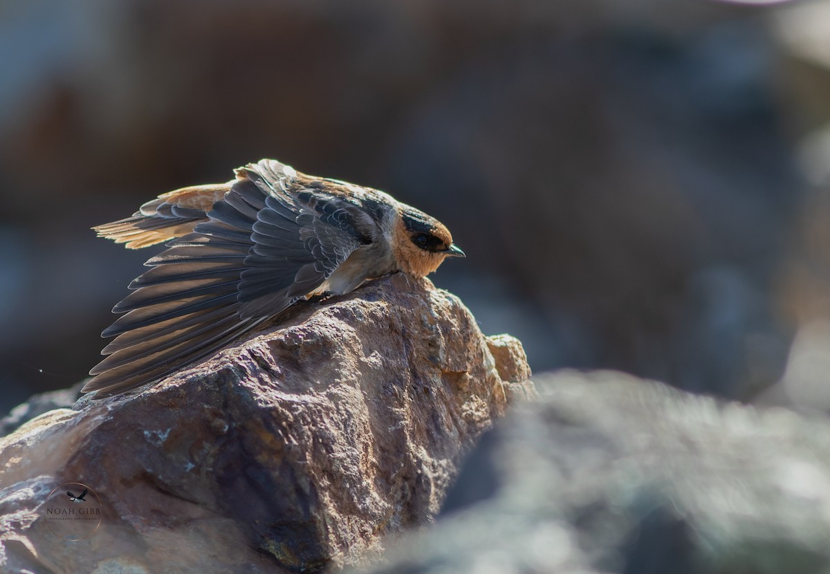 Cave Swallow - ML644998568