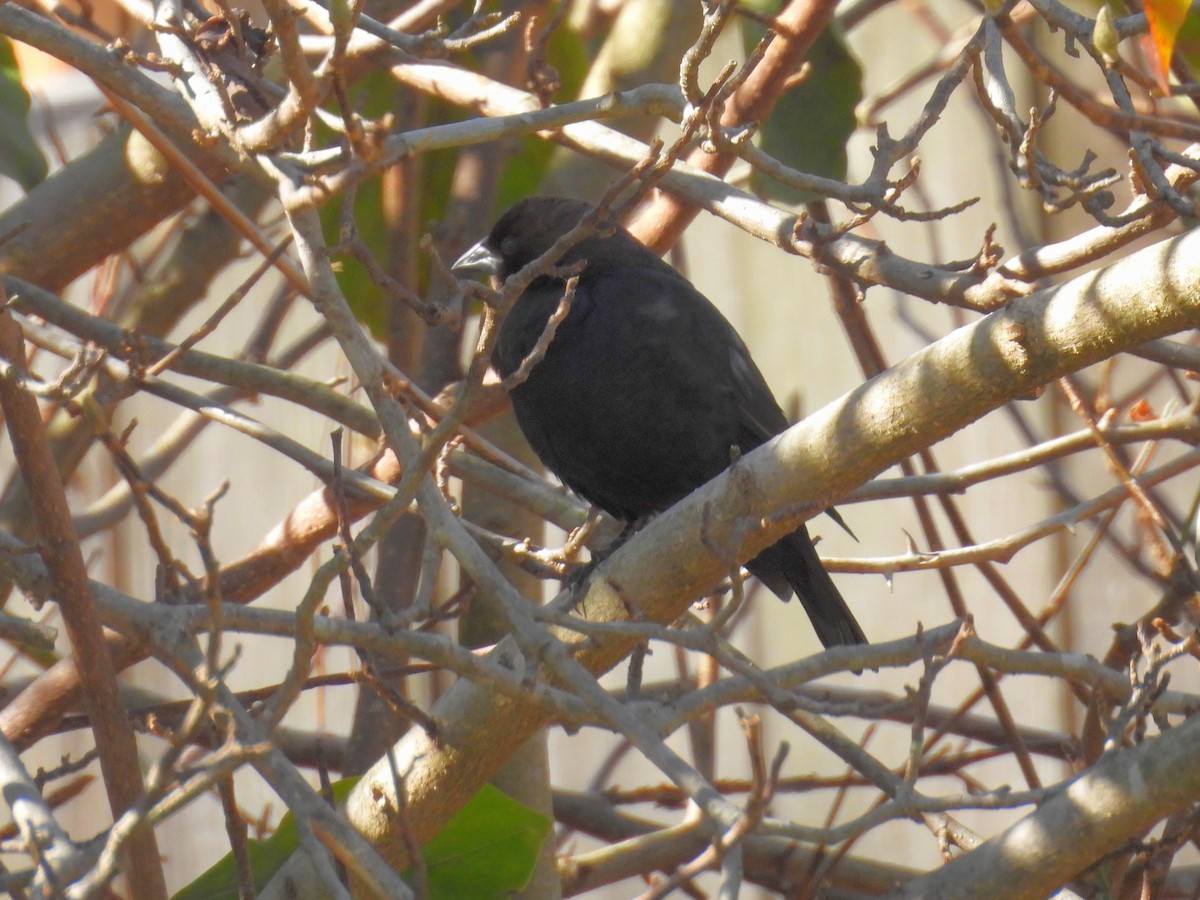 brunhodetrupial - ML644998571