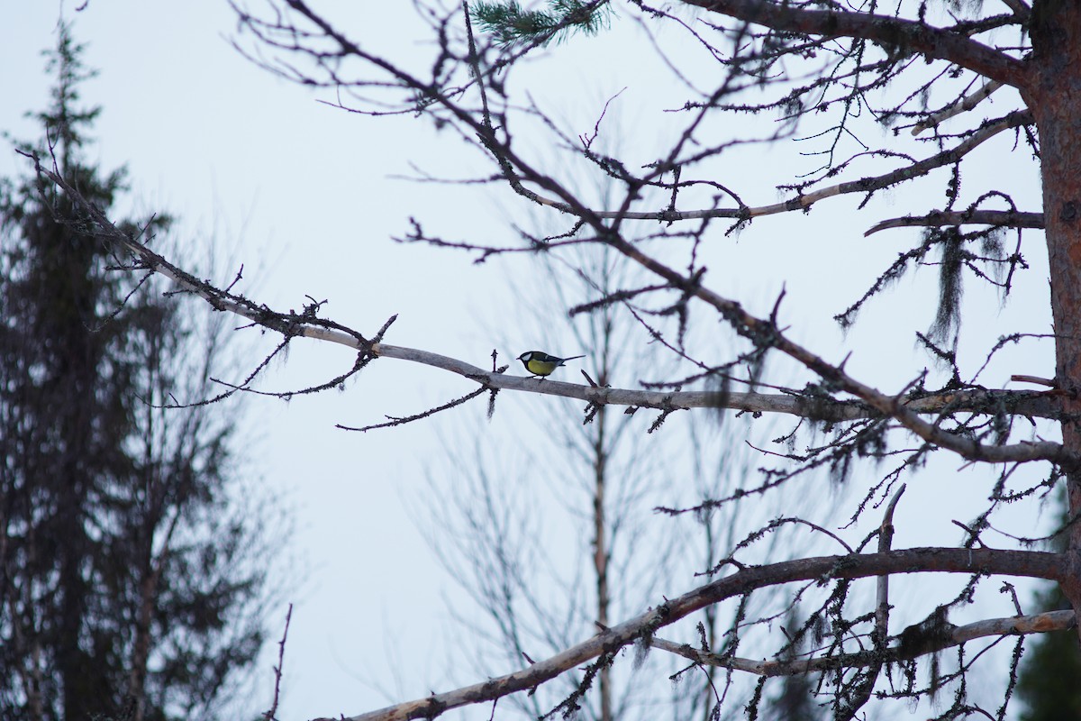 Great Tit - ML644998594