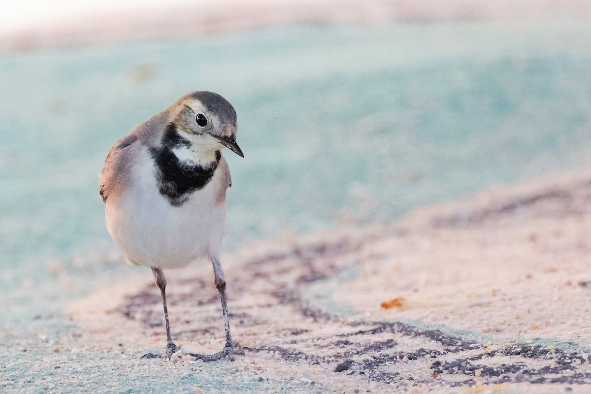 White Wagtail - ML644998611