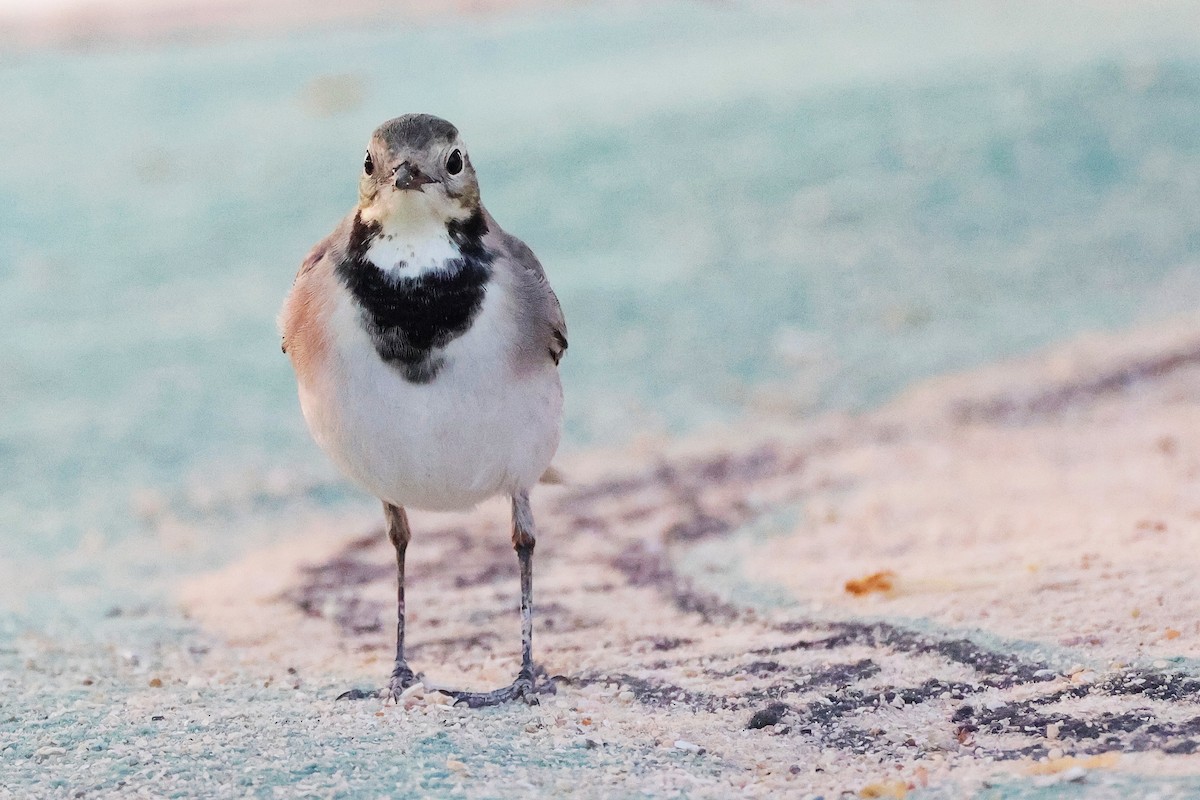 White Wagtail - ML644998612