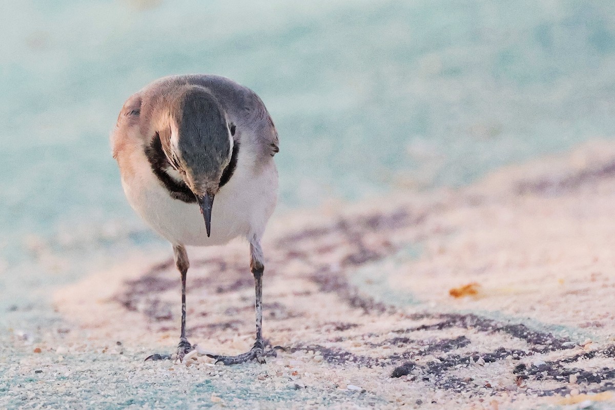 White Wagtail - ML644998613
