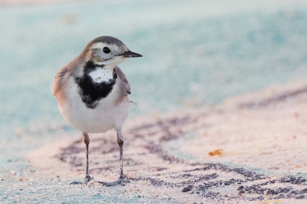 White Wagtail - ML644998614