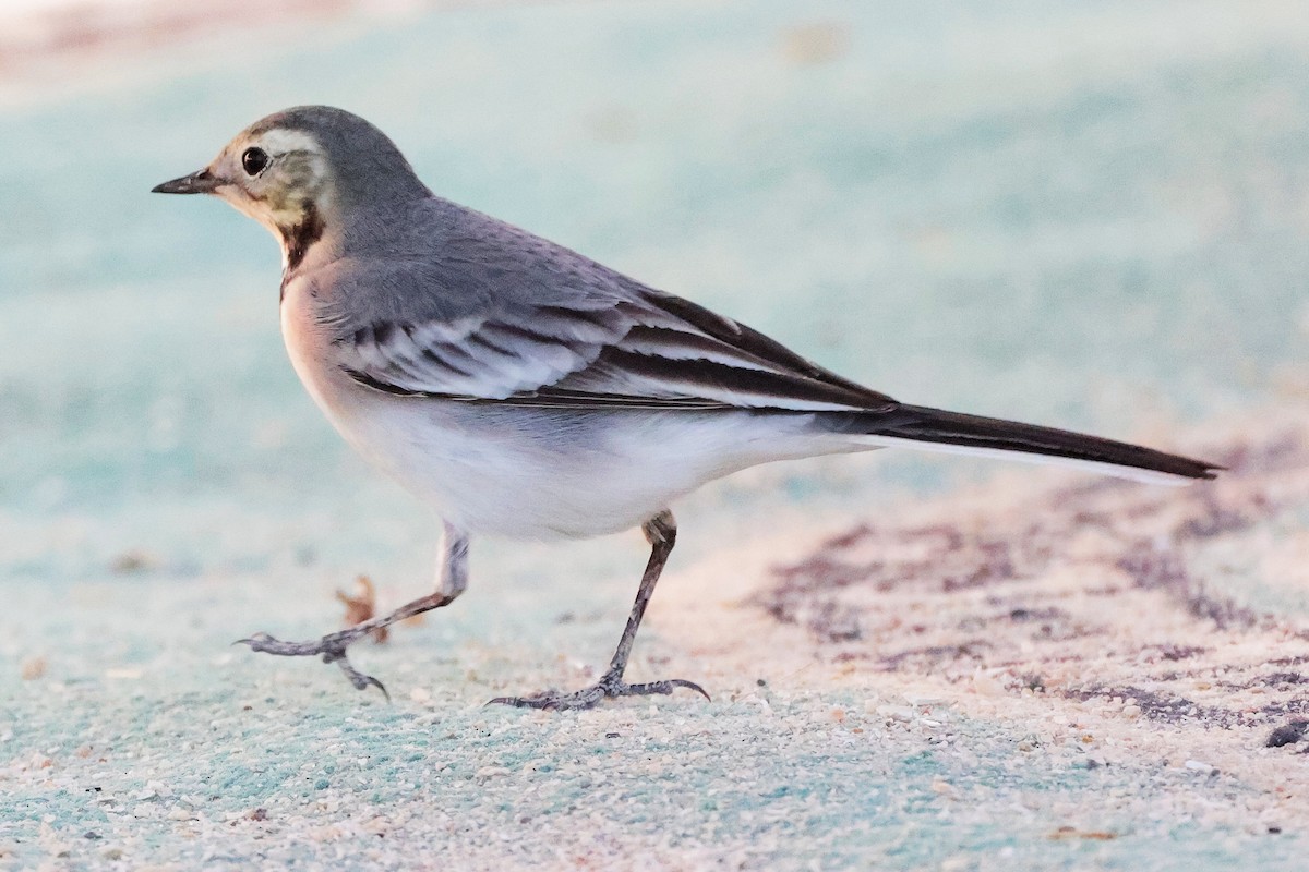 White Wagtail - ML644998615