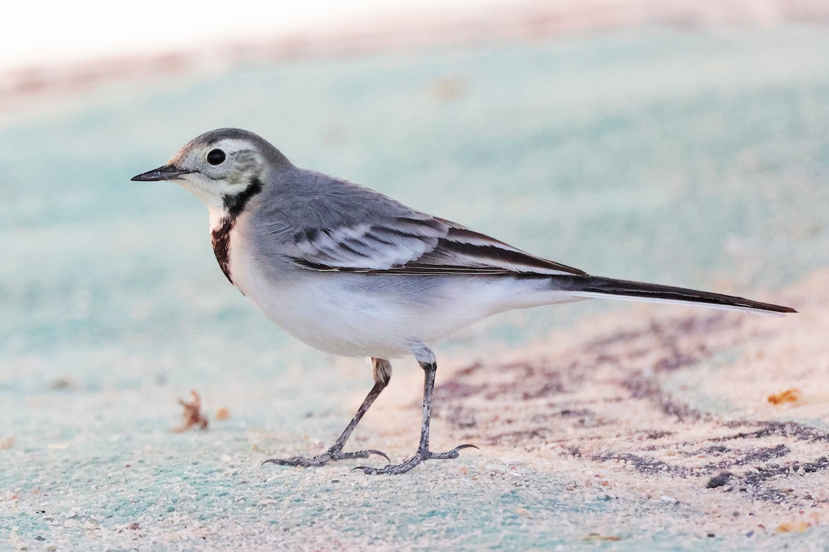 White Wagtail - ML644998616