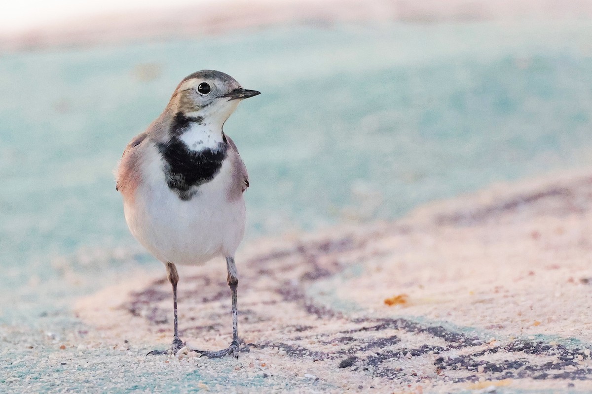 White Wagtail - ML644998617
