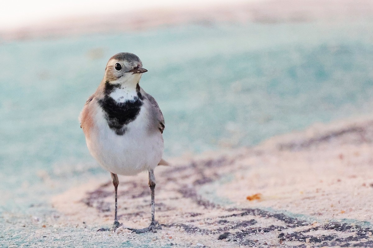 White Wagtail - ML644998618
