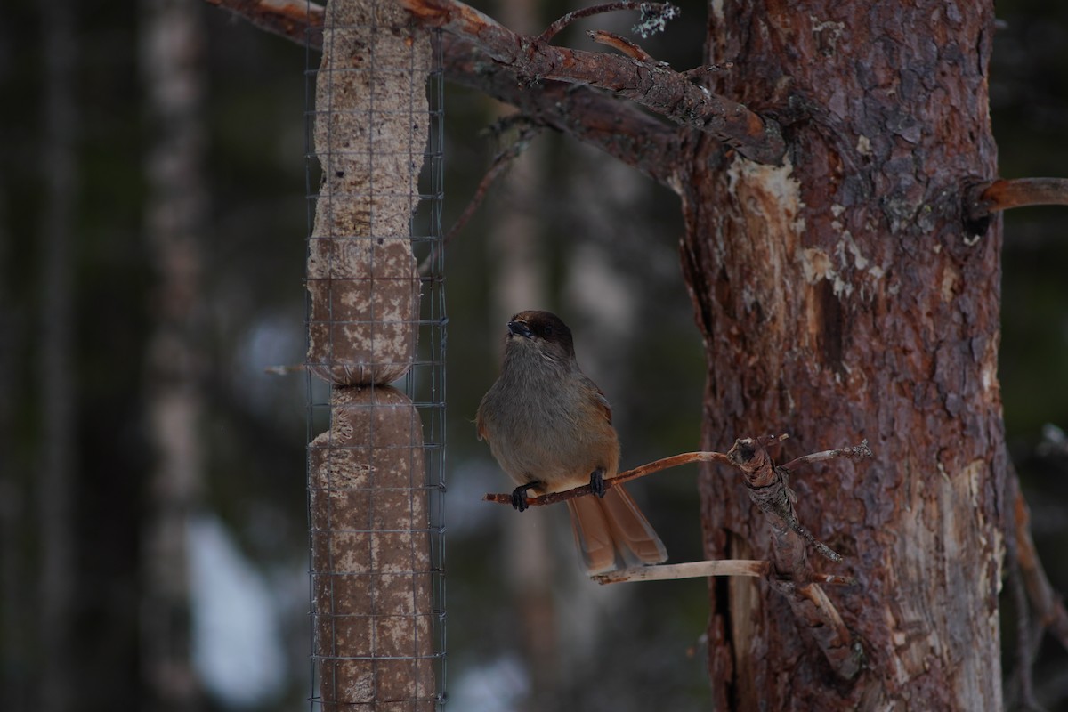 Siberian Jay - ML644998622