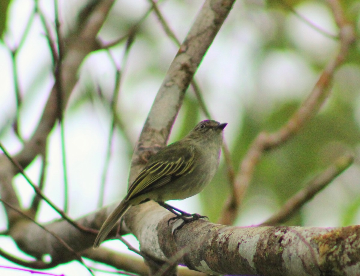 Mistletoe Tyrannulet - ML644998631