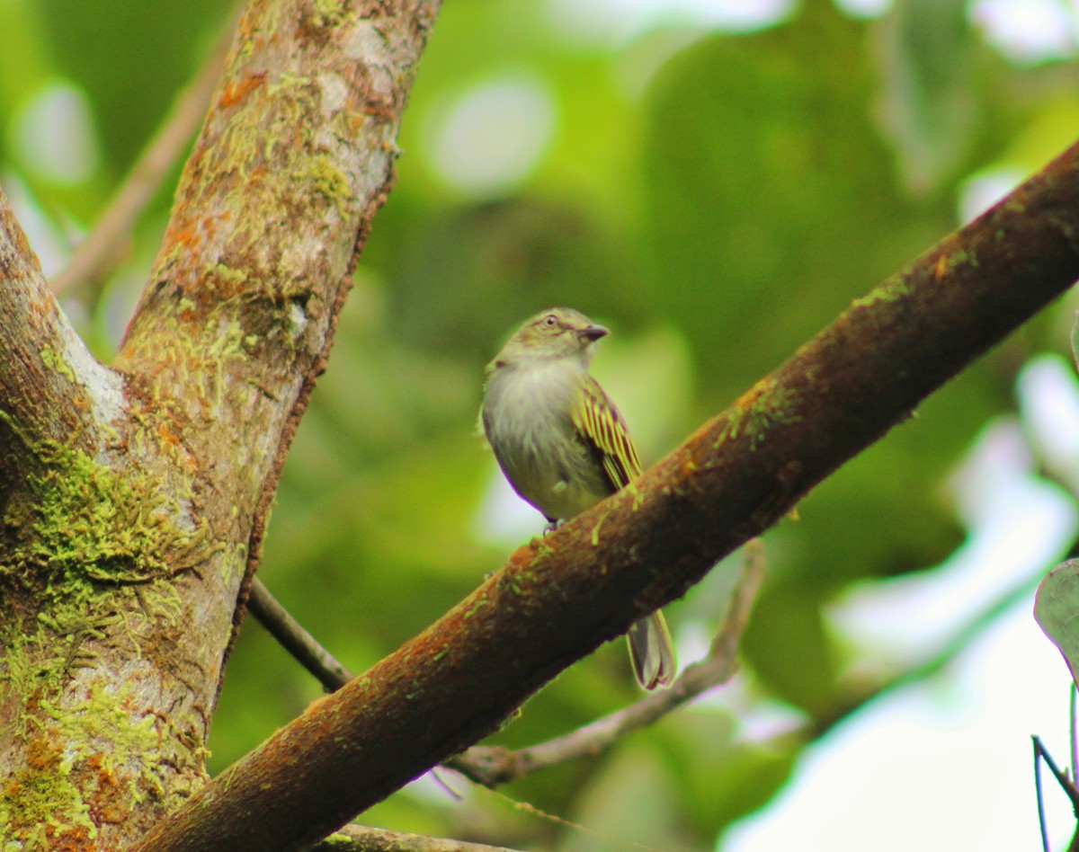 Mistletoe Tyrannulet - ML644998632