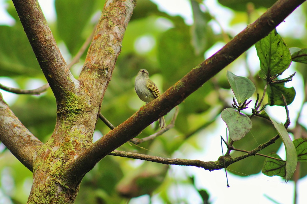 Mistletoe Tyrannulet - ML644998635