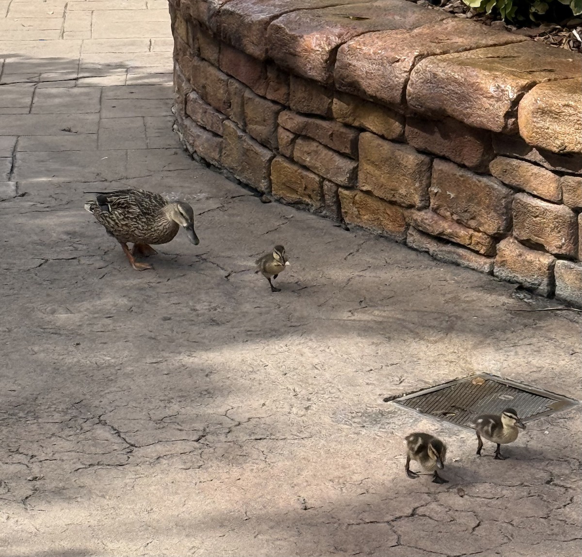 Mallard - ML644998647