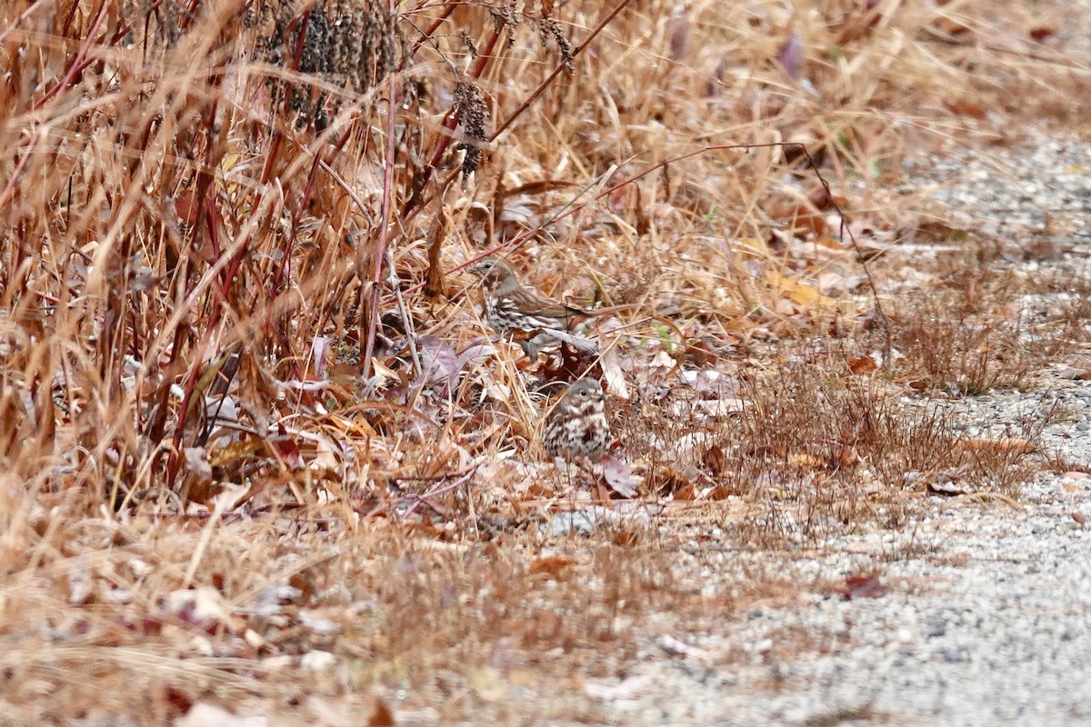 strnadec kaštanový - ML644998651