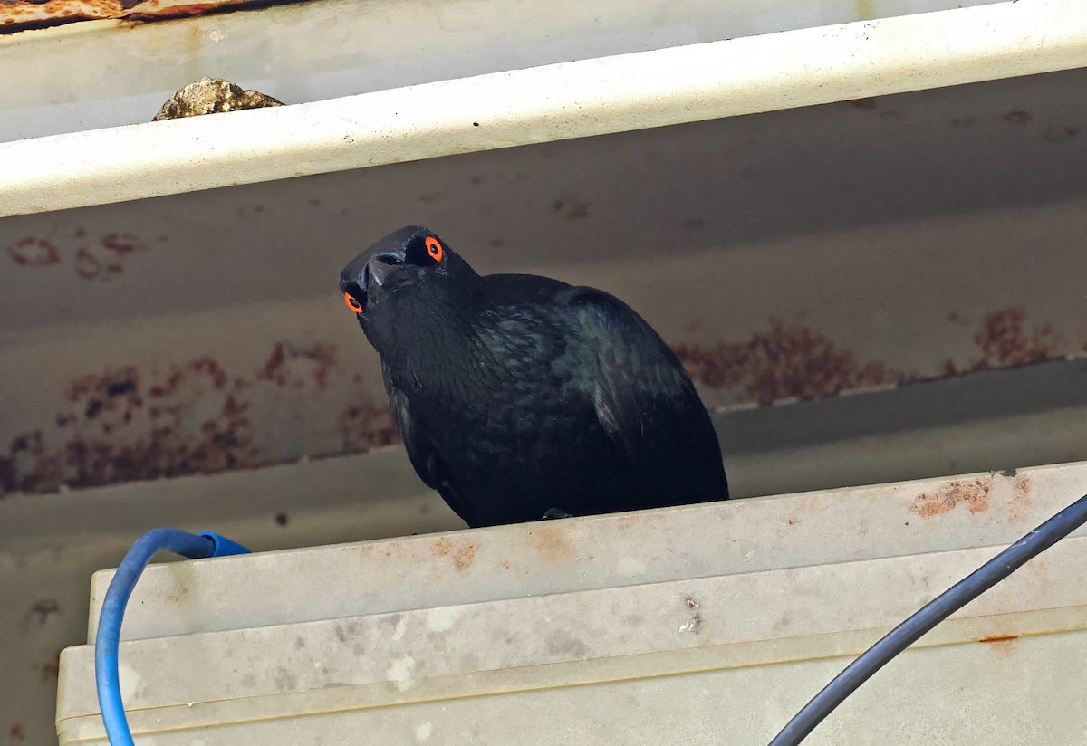 Stourne chanteur - ML644998656