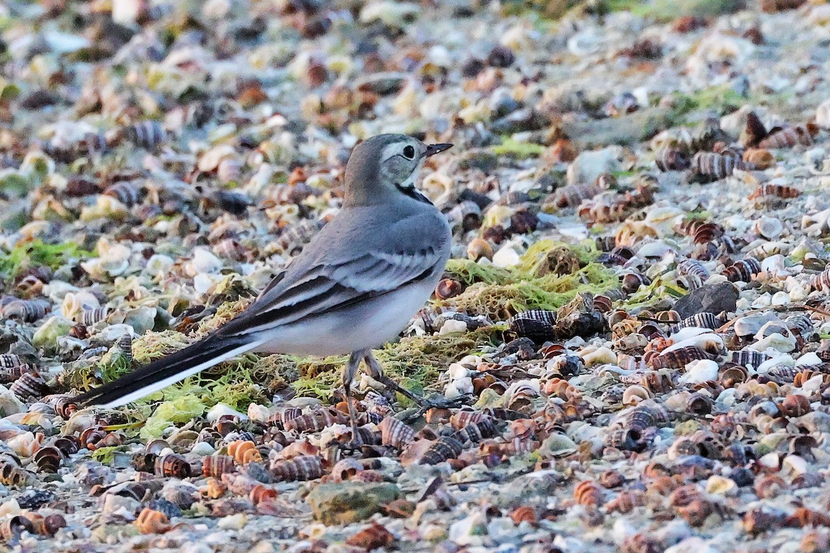 White Wagtail - ML644998668