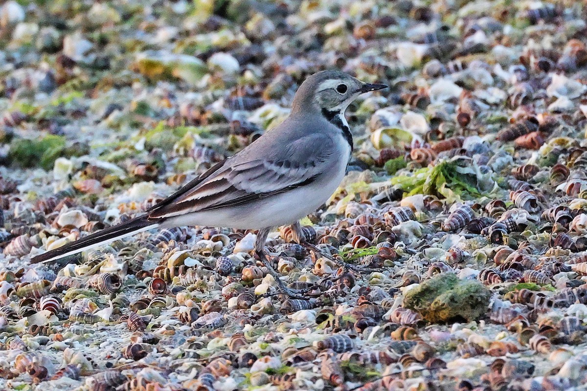 White Wagtail - ML644998669