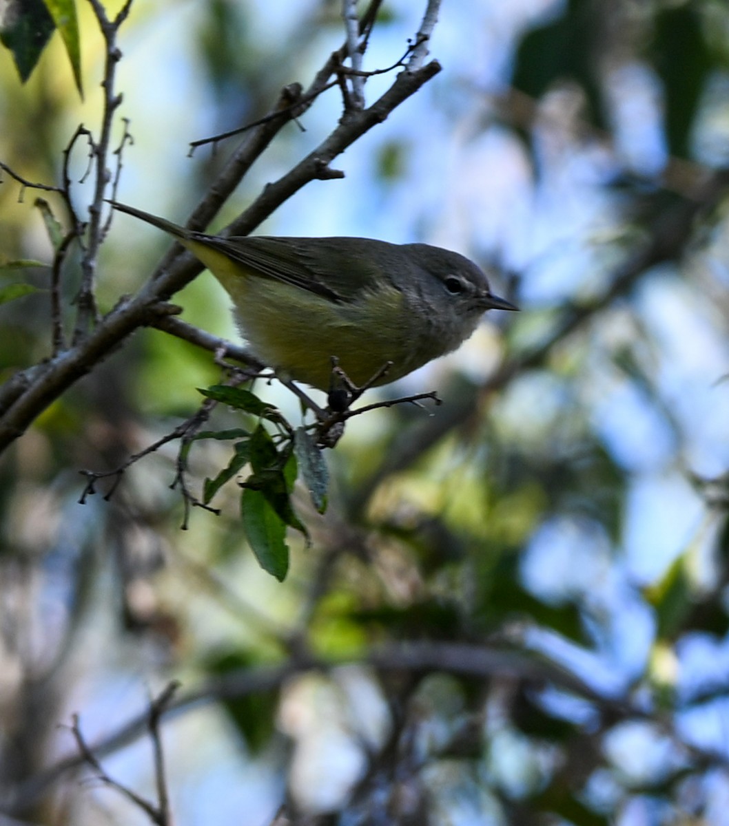 Orange-crowned Warbler - ML644998677