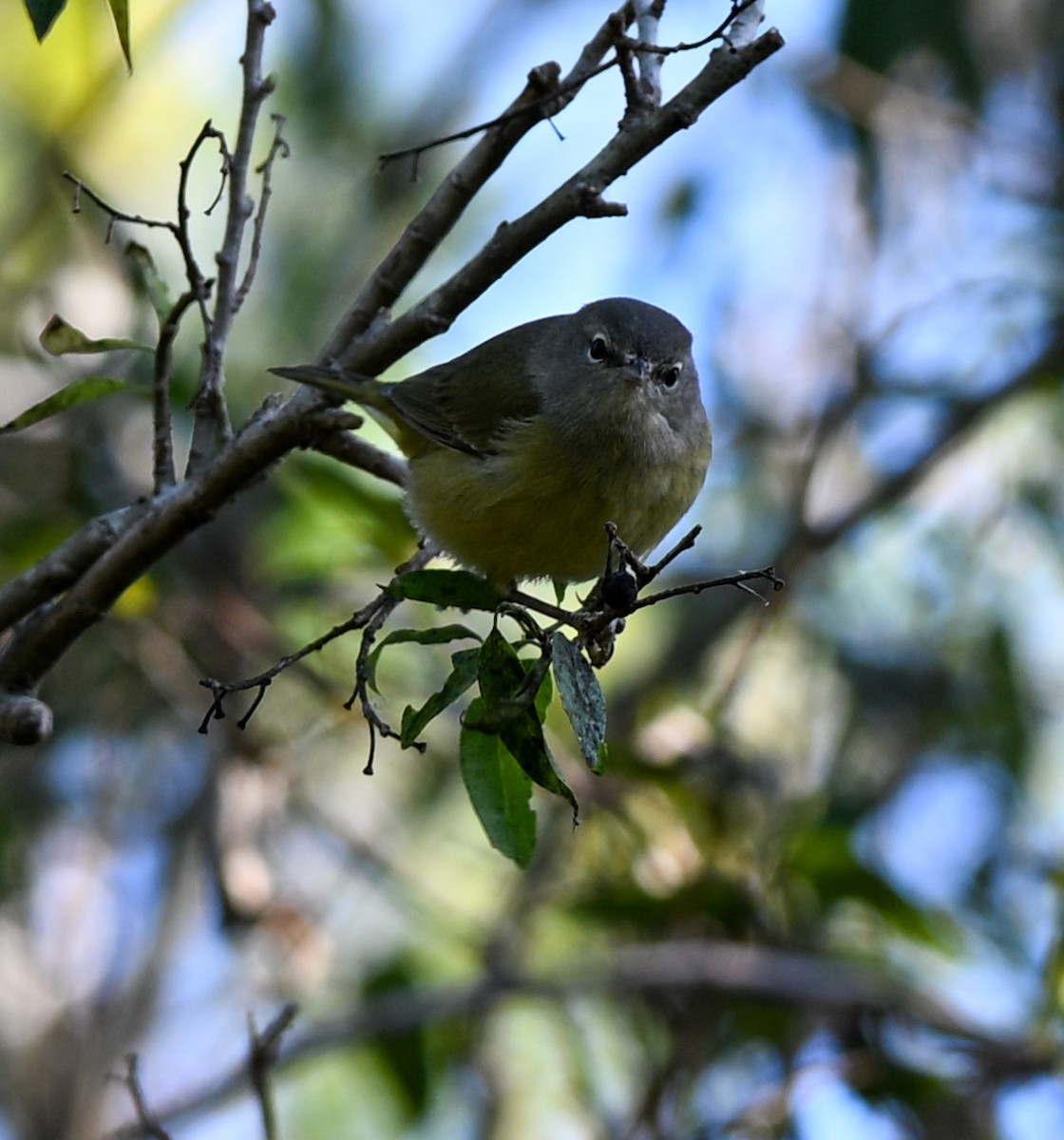 Orange-crowned Warbler - ML644998678