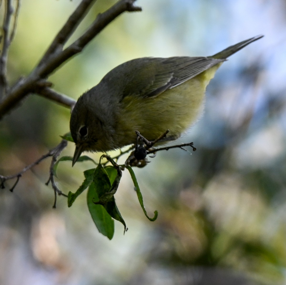 Orange-crowned Warbler - ML644998679
