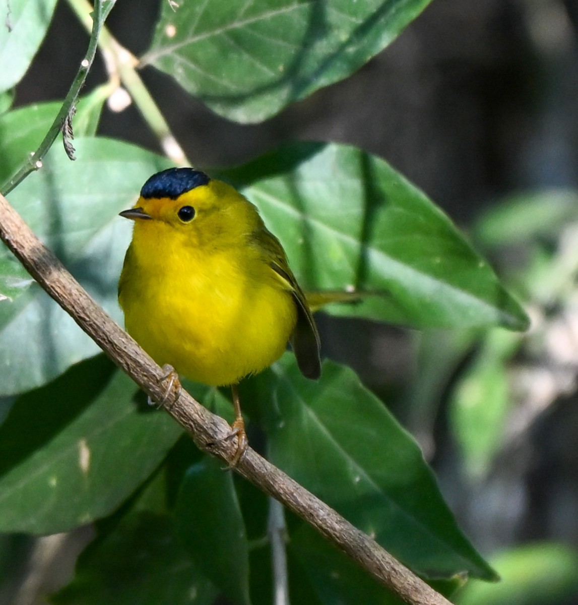 Wilson's Warbler - ML644998702