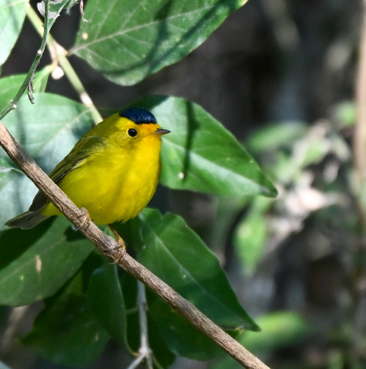 Wilson's Warbler - ML644998703