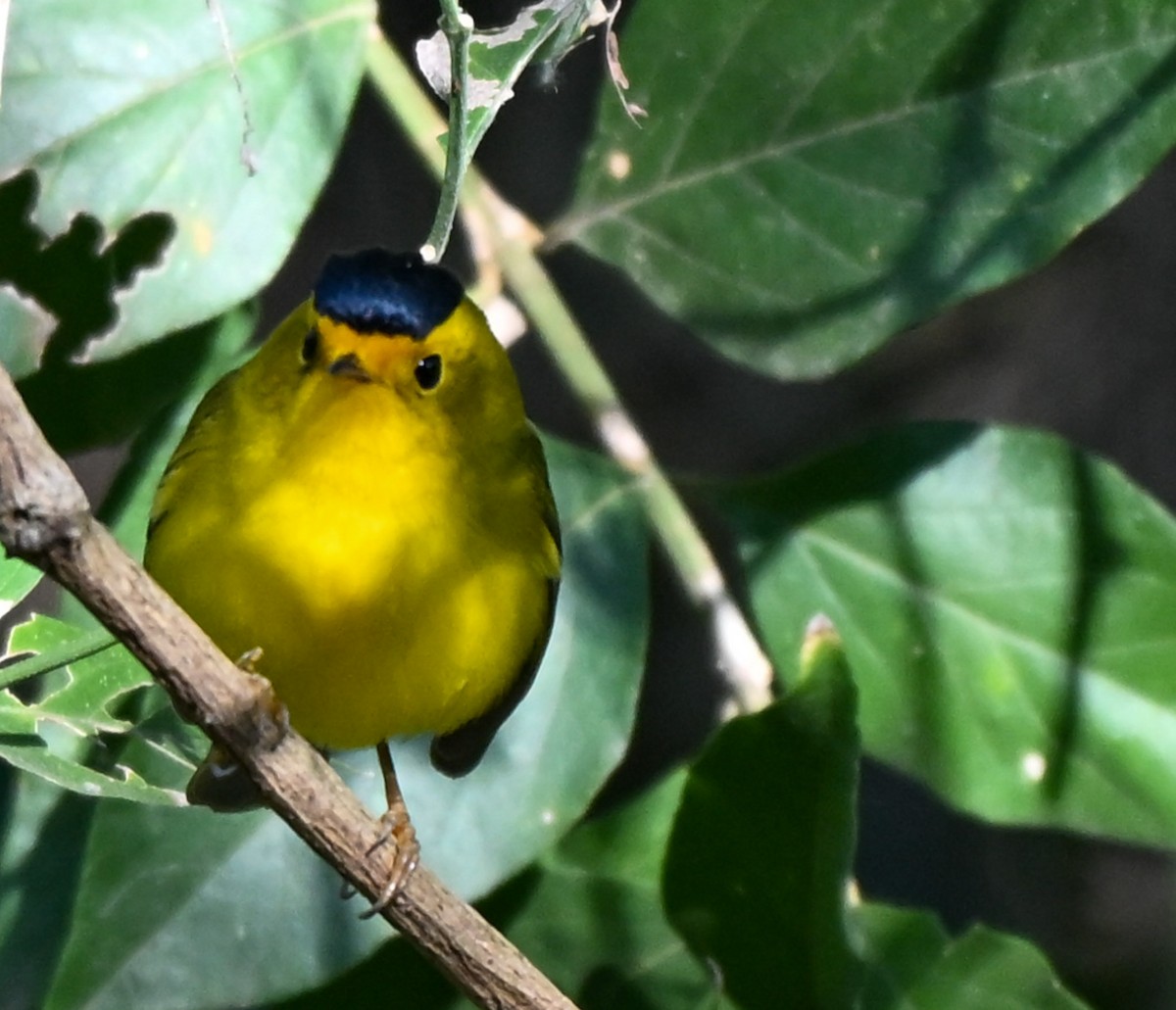 Wilson's Warbler - ML644998704