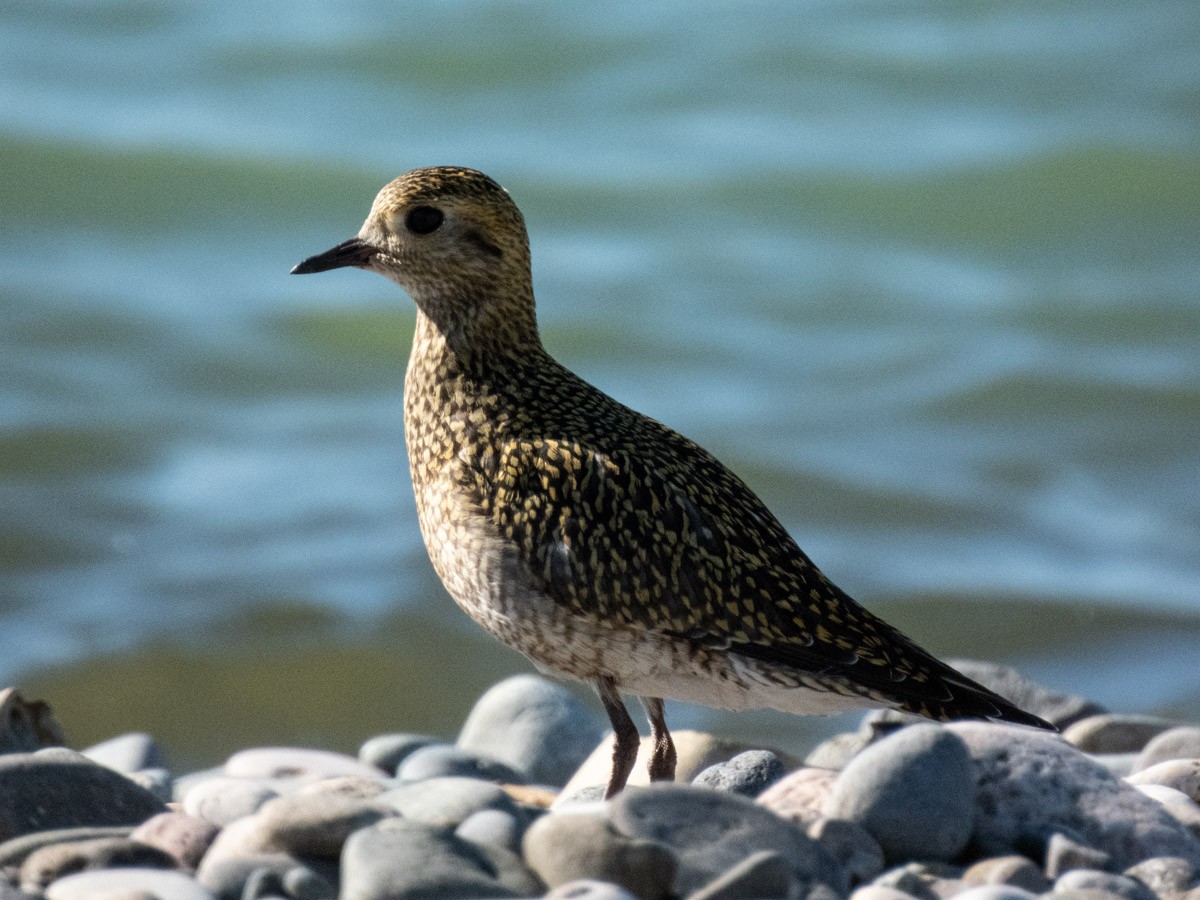 European Golden-Plover - ML644998725