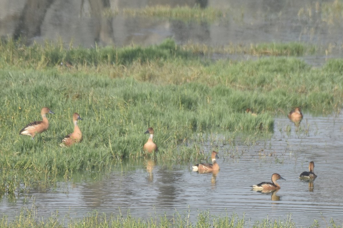 Fulvous Whistling-Duck - ML644998739