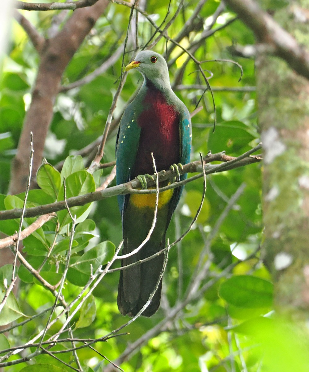 Tilopo Magnífico - ML644998750