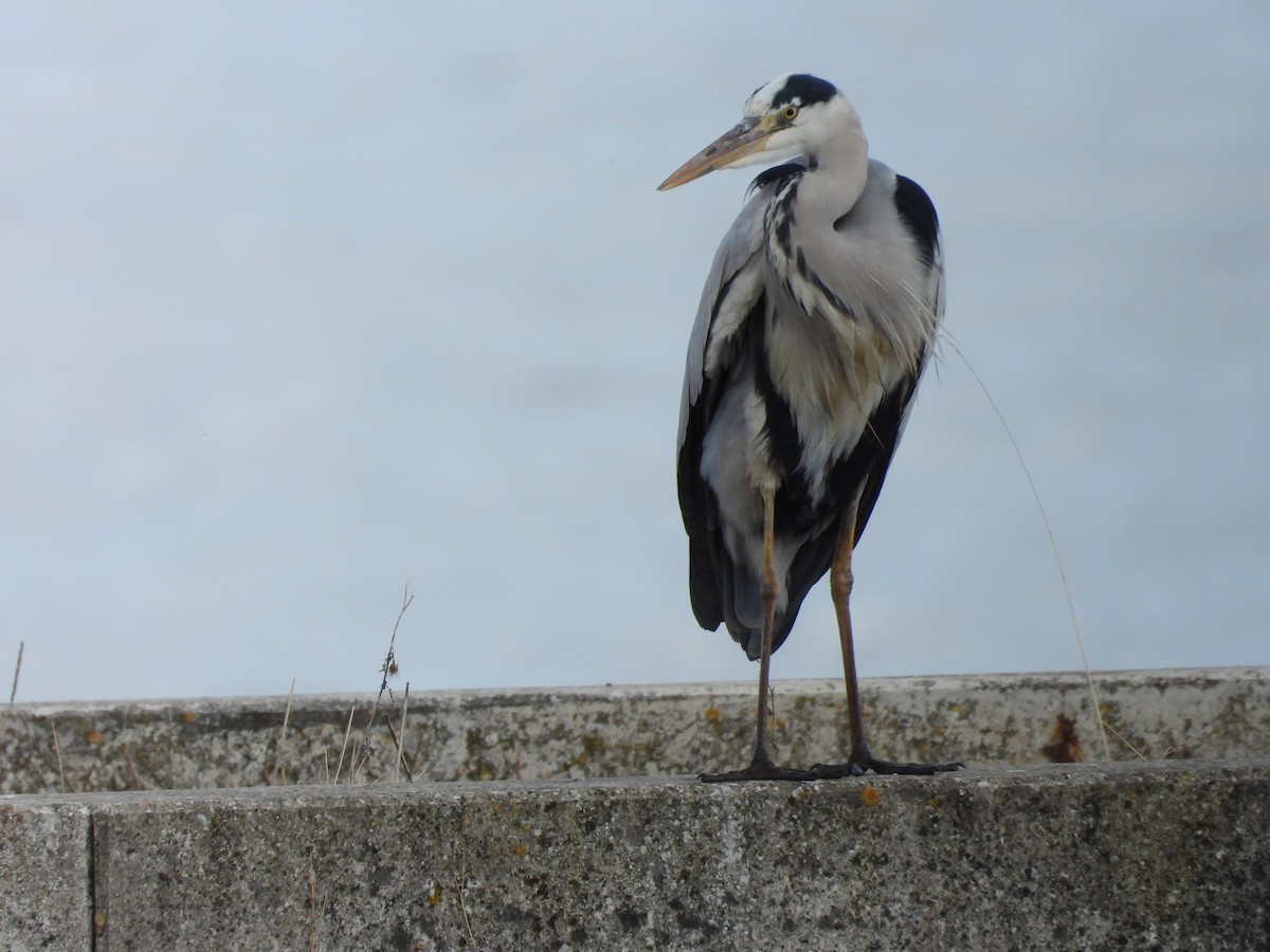 Gray Heron - ML644998754