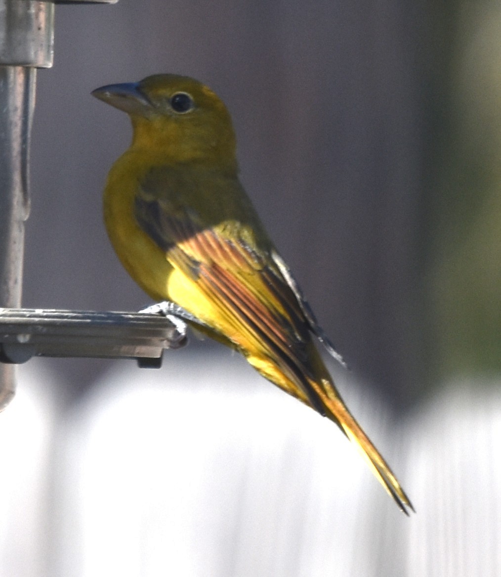 Summer Tanager - ML644998759