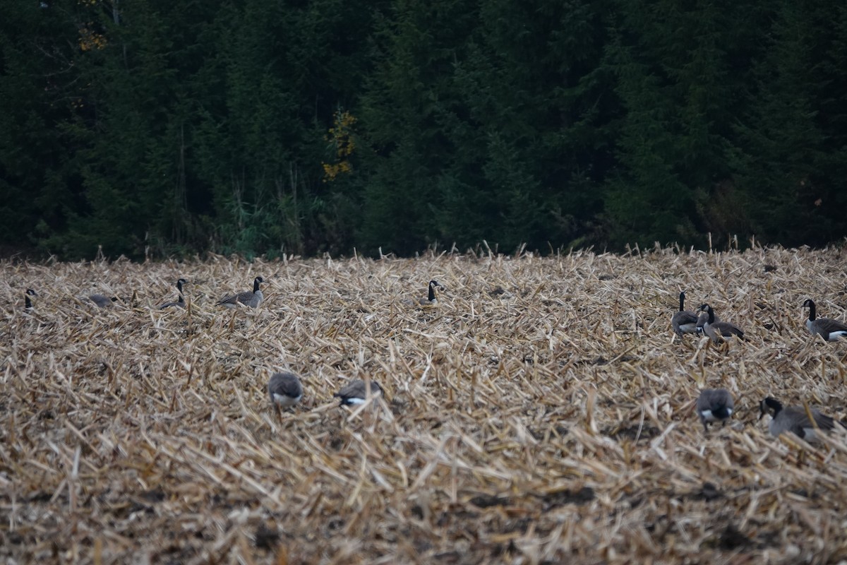 Barnacla Canadiense Grande - ML644998769