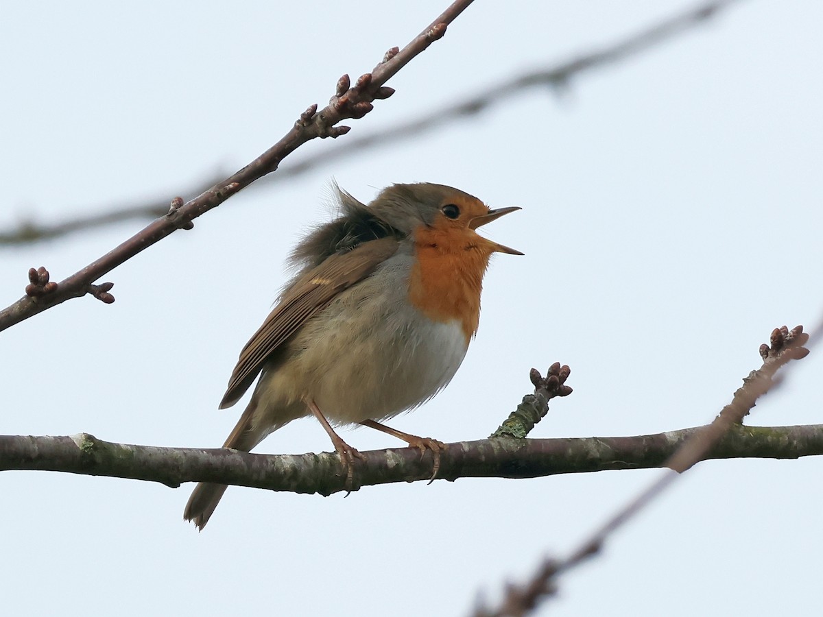European Robin - ML644998770
