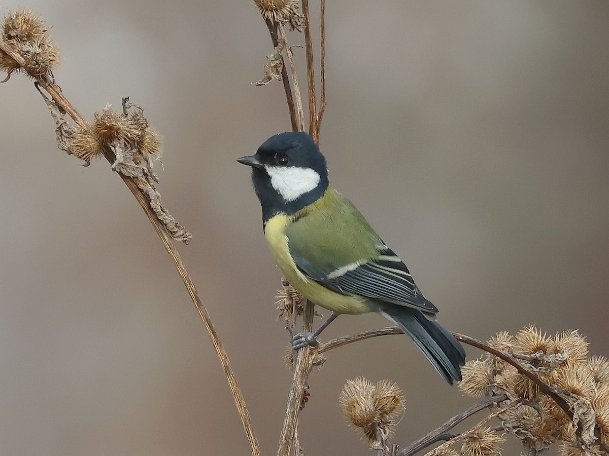 Great Tit - ML644998790