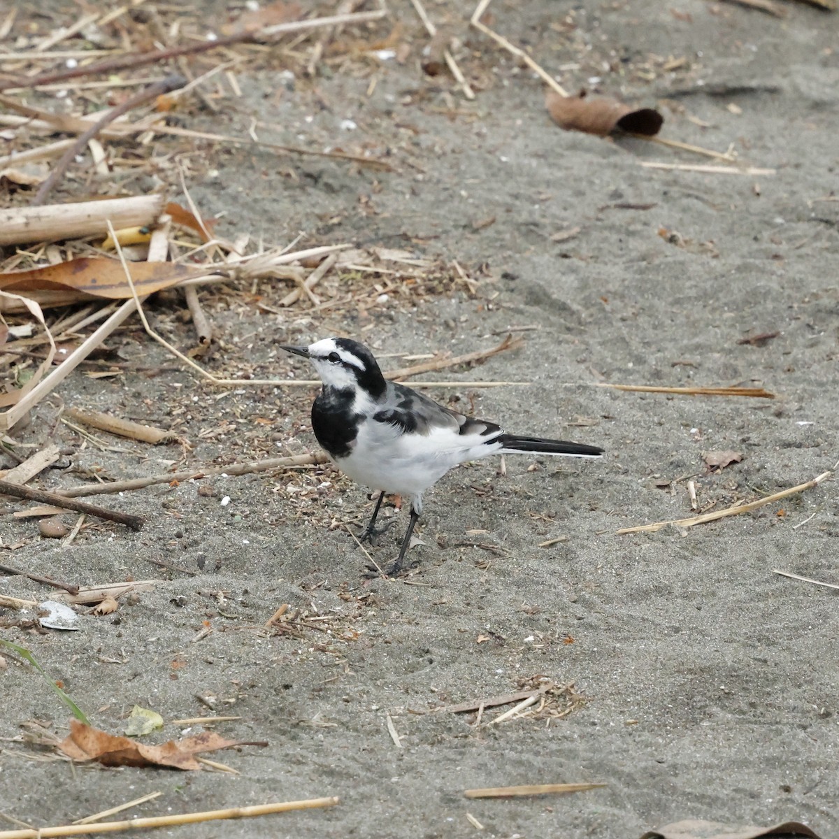 White Wagtail - ML644998791