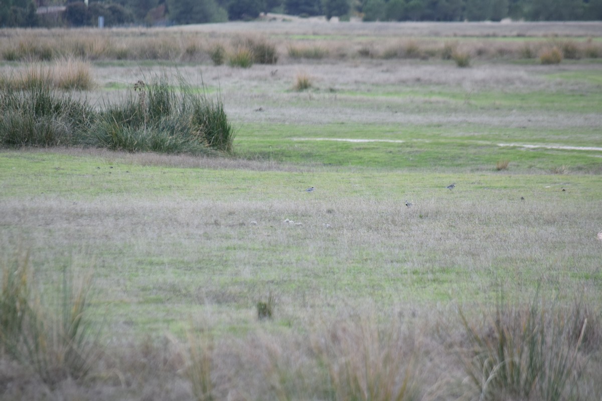 White Wagtail - ML644998820