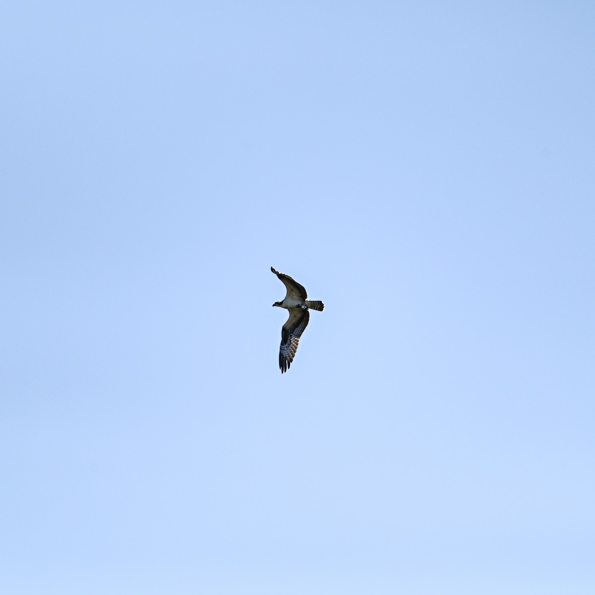 Osprey (American) - ML644998824