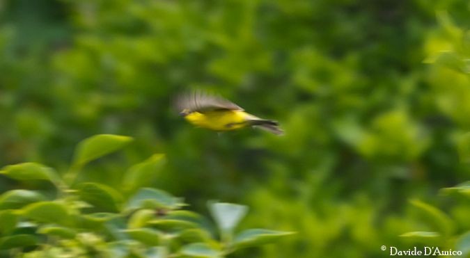 Sudan Golden Sparrow - ML644998829