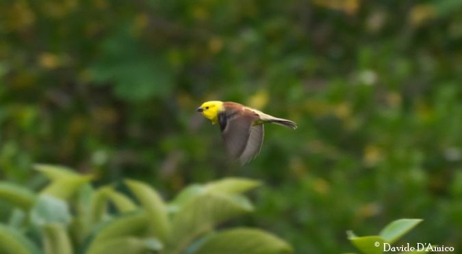 Sudan Golden Sparrow - ML644998831