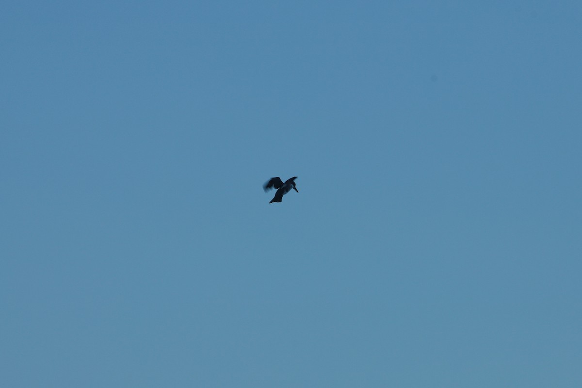 Martin handi iparramerikarra - ML644998833